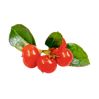 
                        Gaultheria
             
                        procumbens
             
                        Merry Berry
            