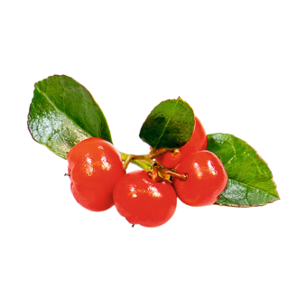 Gaultheria
             
                        procumbens
             
                        Merry Berry
             
                        Big Red