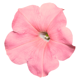   SUCCESS!® TR Salmon