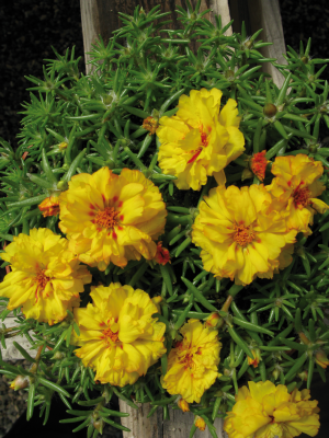 Portulaca grandiflora F₁ Stopwatch Yellow | Benary