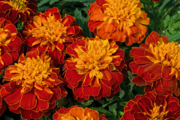 
                        Tagetes
             
                        patula
             
                        Super Hero
             
                        Harmony
            