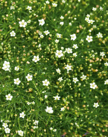 Sagina subulata Dubliner