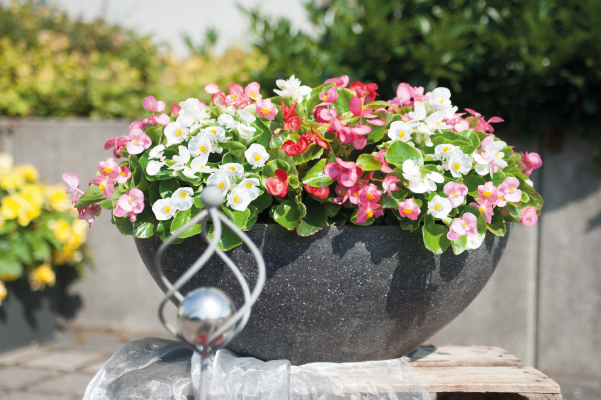 
                        Begonia
             
                        semperflorens F₁
             
                        Sprint Plus
             
                        Orange Bicolor
            