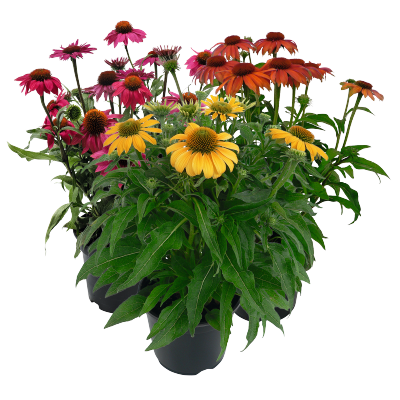 
                        Echinacea
             
                        purpurea
             
                        PollyNation™
             
                        Golden Summer Mix
            