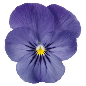   Admire® Blue