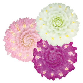 Gomphrena globosa Las Vegas 