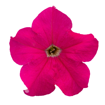 
                        Petunia
             
                        x hybrida F₁
             
                        SUCCESS!® 360°
             
                        Deep Pink
            