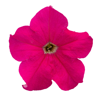 
                        Petunia
             
                        x hybrida F₁
             
                        SUCCESS! 360°
             
                        Deep Pink
            