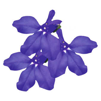 
                        Lobelia
             
                        erinus
             
                        Palace
             
                        Blue
            