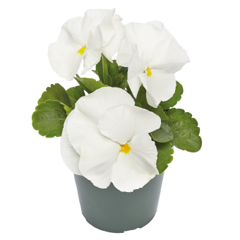 
                        Viola
             
                        wittrockiana F₁
             
                        Inspire® Plus
             
                        White
            