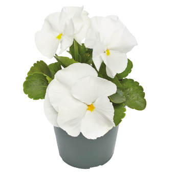 Viola
             
                        wittrockiana F₁
             
                        Inspire® Plus
             
                        White