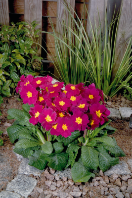 
                        Primula
             
                        elatior F₁
             
                        Crescendo®
             
                        Wine
            