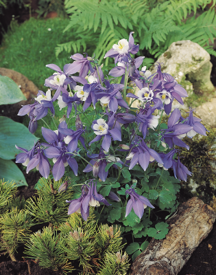 
                        Aquilegia
             
                        hybrida F₁
             
                        Spring Magic®
             
                        Blue & White
            