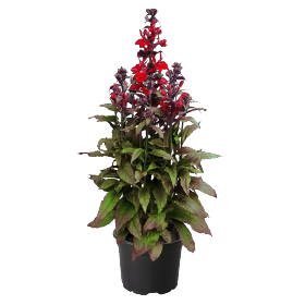 Lobelia speciosa F₁ Fan® Scarlet