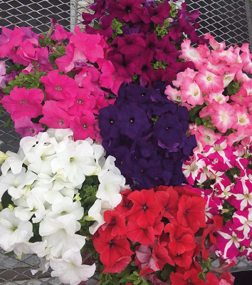 
                        Petunia
             
                        x hybrida F₁
             
                        SUCCESS! HD
             
                        Maxi Mix
            