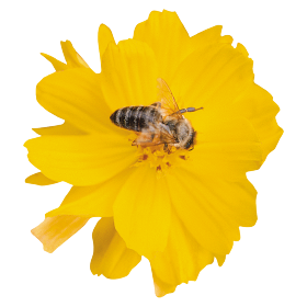  Cosmic Yellow