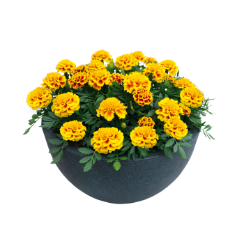 
                        Tagetes
             
                        patula
             
                        Super Hero™
             
                        Yellow Bee
            