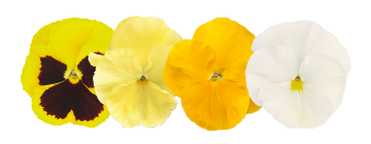 
                        Viola
             
                        wittrockiana F₁
             
                        Inspire® Plus
             
                        Limoncello Mix
            