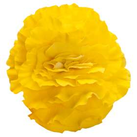 Nonstop® Yellow Red Back