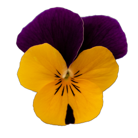 VIOLETA ヴィオレタ ラビットファー フーディーポンチョ VIOLETA ヴィオレタ ラビットファー フーディーポンチョ