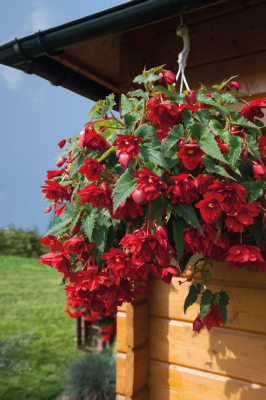 
                        Begonia
             
                        tuberhybrida F₁
             
                        Illumination®
             
                        Scarlet
            