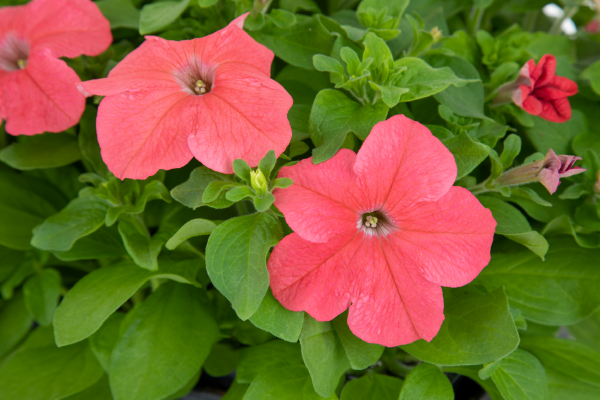 
                        Petunia
             
                        x hybrida F₁
             
                        SUCCESS! 360°
             
                        Deep Salmon
            