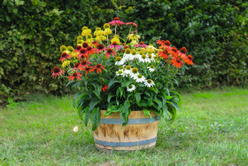 Echinacea purpurea PollyNation™