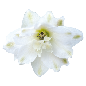   Magic Fountains Pure White