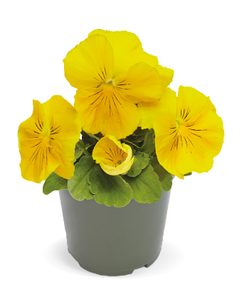 
                        Viola
             
                        wittrockiana F₁
             
                        Inspire® DeluXXe
             
                        Yellow
            
