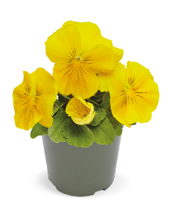 
                        Viola
             
                        wittrockiana F₁
             
                        Inspire® DeluXXe®
             
                        Yellow
            
