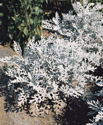 
                        Senecio
             
                        cineraria
             
                        Silverdust
            