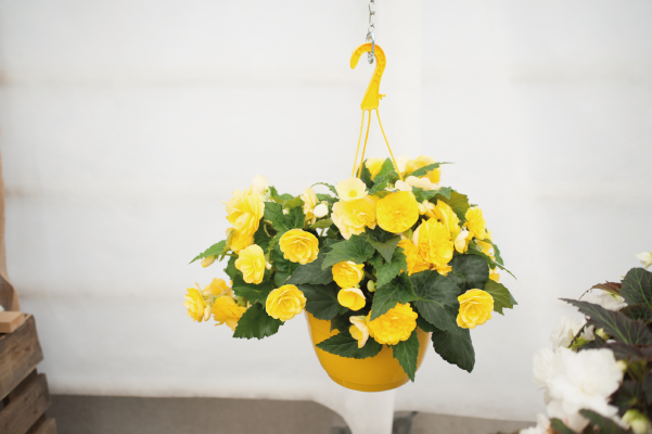 
                        Begonia
             
                        tuberhybrida F₁
             
                        Nonstop Joy®
             
                        Yellow
            