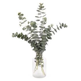 Eucalyptus pulverulenta Baby Blue Bouquet 