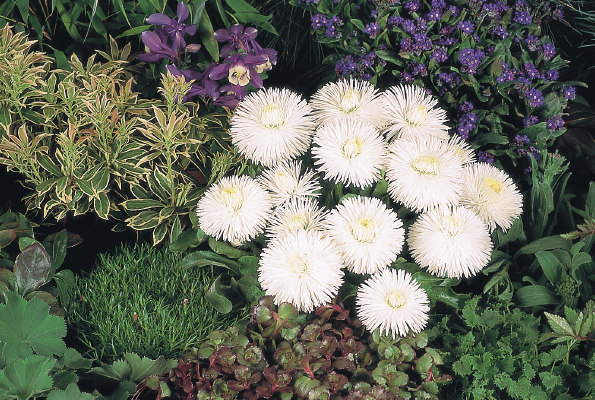 
                        Bellis
             
                        perennis
             
                        Habanera®
             
                        White
            